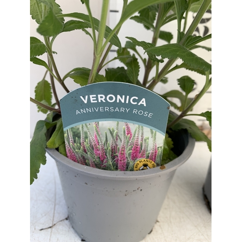 122 - TWO VERONICA 'ANNIVERSARY ROSE' IN 1 LTR POTS. APPROX 30-40CM TALL, TO BE SOLD FOR THE TWO
