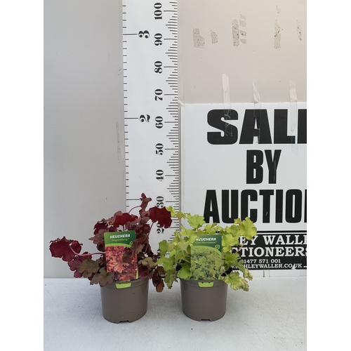 120 - TWO MIXED HEUCHERA- ONE BOYSENBERRY AND ONE LIME MARMALADE IN 2 LTR POTS. TO BE SOLD FOR THE TWO