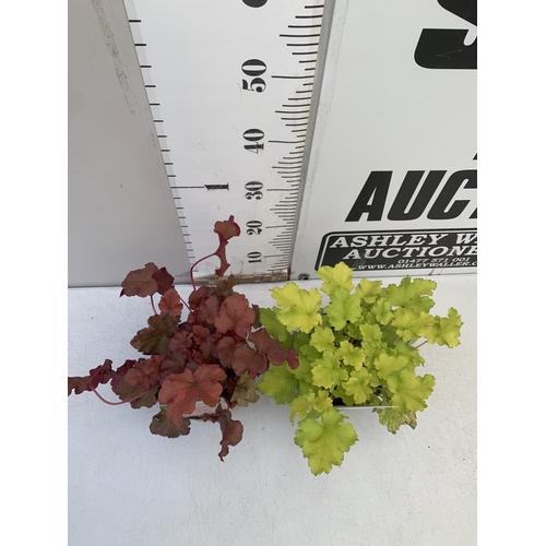 120 - TWO MIXED HEUCHERA- ONE BOYSENBERRY AND ONE LIME MARMALADE IN 2 LTR POTS. TO BE SOLD FOR THE TWO