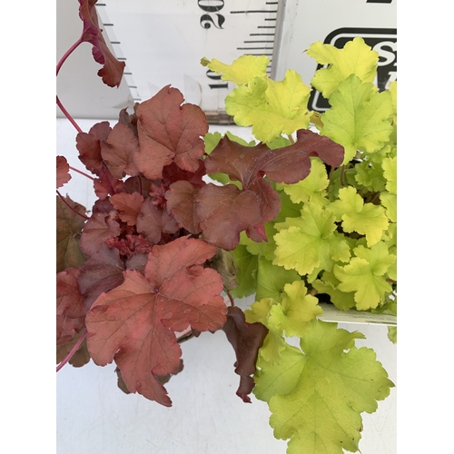 120 - TWO MIXED HEUCHERA- ONE BOYSENBERRY AND ONE LIME MARMALADE IN 2 LTR POTS. TO BE SOLD FOR THE TWO