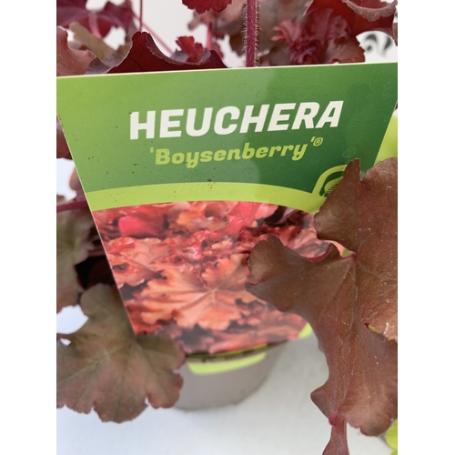 120 - TWO MIXED HEUCHERA- ONE BOYSENBERRY AND ONE LIME MARMALADE IN 2 LTR POTS. TO BE SOLD FOR THE TWO