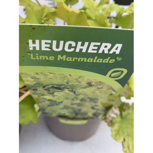 120 - TWO MIXED HEUCHERA- ONE BOYSENBERRY AND ONE LIME MARMALADE IN 2 LTR POTS. TO BE SOLD FOR THE TWO