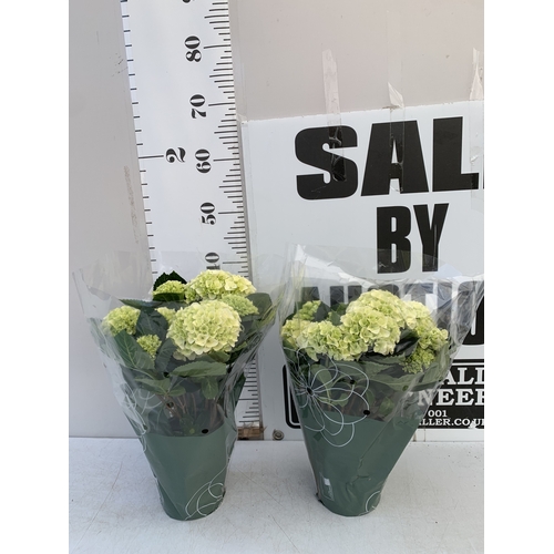 159 - TWO LARGE HYDRANGEA HYPE MOPHEADS - WHITE IN 1.5 LTR POTS. APPROX 40-50CM TALL, TO BE SOLD FOR THE P... 