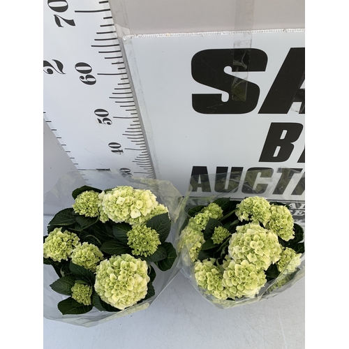159 - TWO LARGE HYDRANGEA HYPE MOPHEADS - WHITE IN 1.5 LTR POTS. APPROX 40-50CM TALL, TO BE SOLD FOR THE P... 