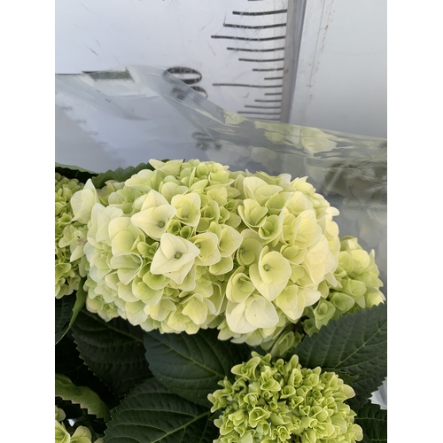 159 - TWO LARGE HYDRANGEA HYPE MOPHEADS - WHITE IN 1.5 LTR POTS. APPROX 40-50CM TALL, TO BE SOLD FOR THE P... 