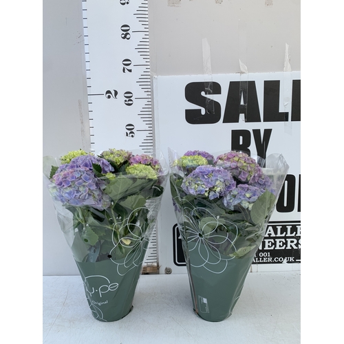 160 - TWO LARGE HYDRANGEA HYPE MOPHEADS - PURPLE IN 1.5 LTR POTS. APPROX 40-50CM TALL, TO BE SOLD FOR THE ... 