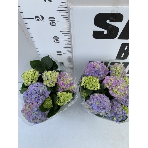 160 - TWO LARGE HYDRANGEA HYPE MOPHEADS - PURPLE IN 1.5 LTR POTS. APPROX 40-50CM TALL, TO BE SOLD FOR THE ... 