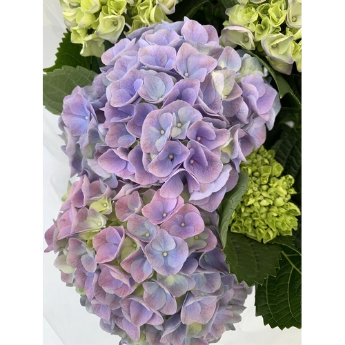 160 - TWO LARGE HYDRANGEA HYPE MOPHEADS - PURPLE IN 1.5 LTR POTS. APPROX 40-50CM TALL, TO BE SOLD FOR THE ... 