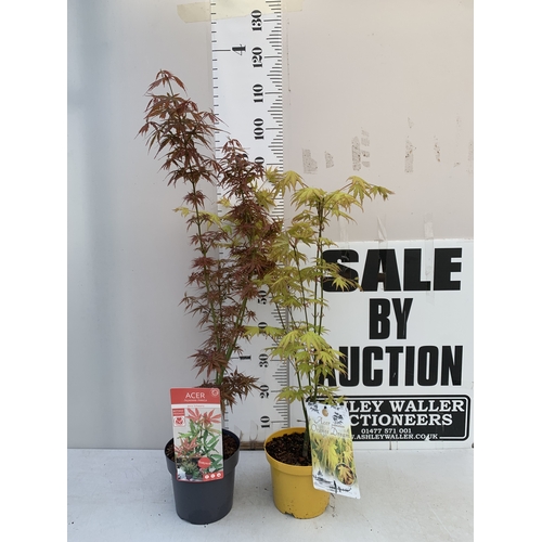 163 - TWO ACER PALMATUMS - ONE 'JERRE SCHWARTZ' AND ONE 'ORANGE DREAM' IN 3 LTR POTS. APPROX 90-120CM TALL... 