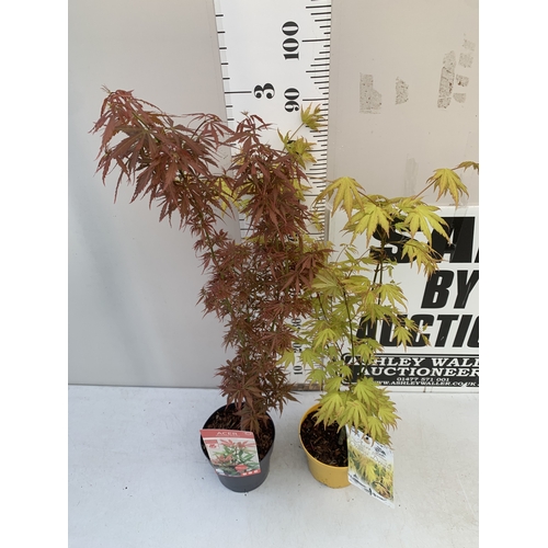 163 - TWO ACER PALMATUMS - ONE 'JERRE SCHWARTZ' AND ONE 'ORANGE DREAM' IN 3 LTR POTS. APPROX 90-120CM TALL... 