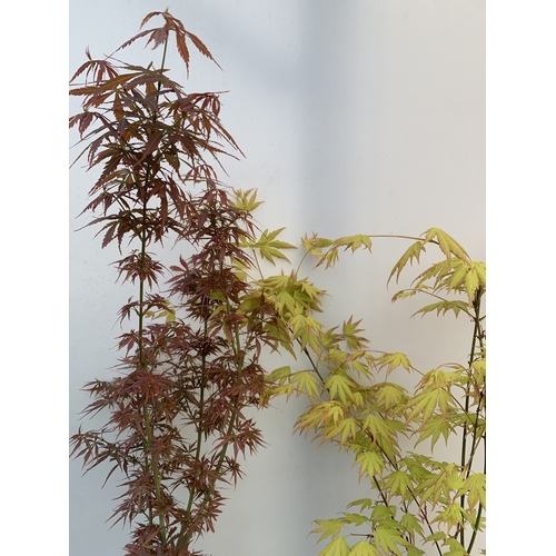 163 - TWO ACER PALMATUMS - ONE 'JERRE SCHWARTZ' AND ONE 'ORANGE DREAM' IN 3 LTR POTS. APPROX 90-120CM TALL... 