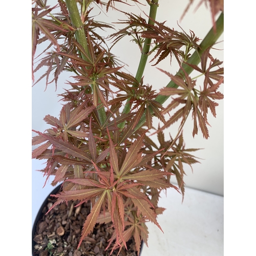 163 - TWO ACER PALMATUMS - ONE 'JERRE SCHWARTZ' AND ONE 'ORANGE DREAM' IN 3 LTR POTS. APPROX 90-120CM TALL... 