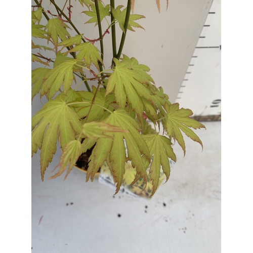 163 - TWO ACER PALMATUMS - ONE 'JERRE SCHWARTZ' AND ONE 'ORANGE DREAM' IN 3 LTR POTS. APPROX 90-120CM TALL... 