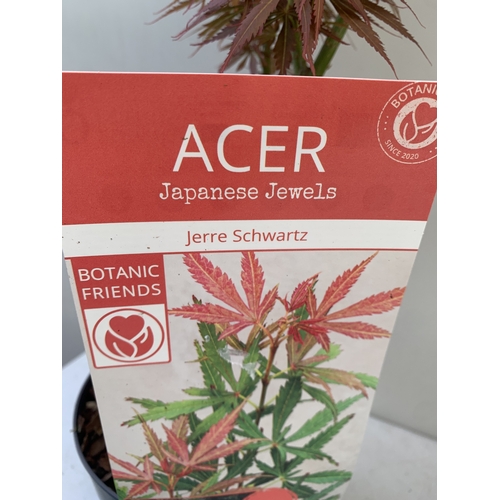 163 - TWO ACER PALMATUMS - ONE 'JERRE SCHWARTZ' AND ONE 'ORANGE DREAM' IN 3 LTR POTS. APPROX 90-120CM TALL... 
