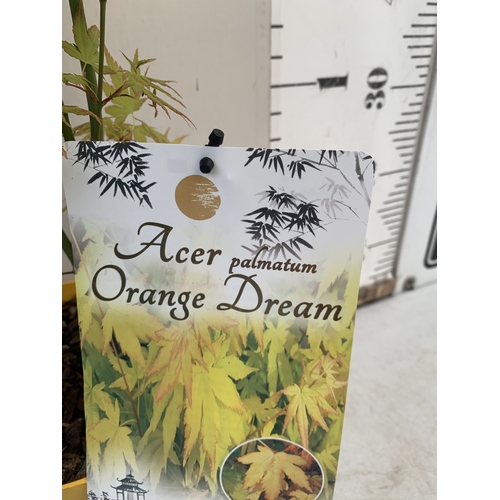 163 - TWO ACER PALMATUMS - ONE 'JERRE SCHWARTZ' AND ONE 'ORANGE DREAM' IN 3 LTR POTS. APPROX 90-120CM TALL... 
