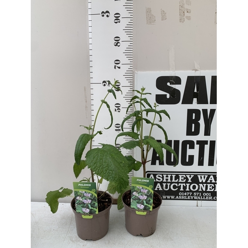 164 - TWO PHLOMIS 'AMAZONE' IN 2 LTR POTS. APPROX 60CM TALL, TO BE SOLD FOR THE PAIR