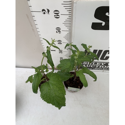 164 - TWO PHLOMIS 'AMAZONE' IN 2 LTR POTS. APPROX 60CM TALL, TO BE SOLD FOR THE PAIR