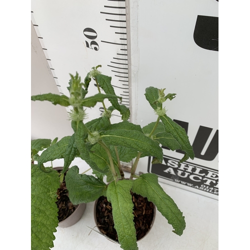 164 - TWO PHLOMIS 'AMAZONE' IN 2 LTR POTS. APPROX 60CM TALL, TO BE SOLD FOR THE PAIR