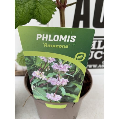 164 - TWO PHLOMIS 'AMAZONE' IN 2 LTR POTS. APPROX 60CM TALL, TO BE SOLD FOR THE PAIR