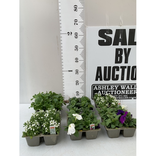 61 - THIRTY SIX MIXED BEDDING PLANTS ON FIVE TRAYS. TO INCLUDE WHITE ALYSSUM, AGERATUM 'CHAMPION BLUE' F1... 