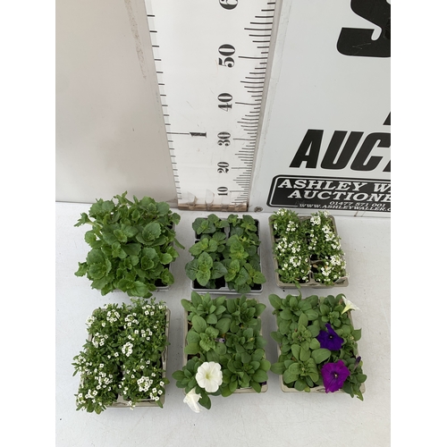 61 - THIRTY SIX MIXED BEDDING PLANTS ON FIVE TRAYS. TO INCLUDE WHITE ALYSSUM, AGERATUM 'CHAMPION BLUE' F1... 
