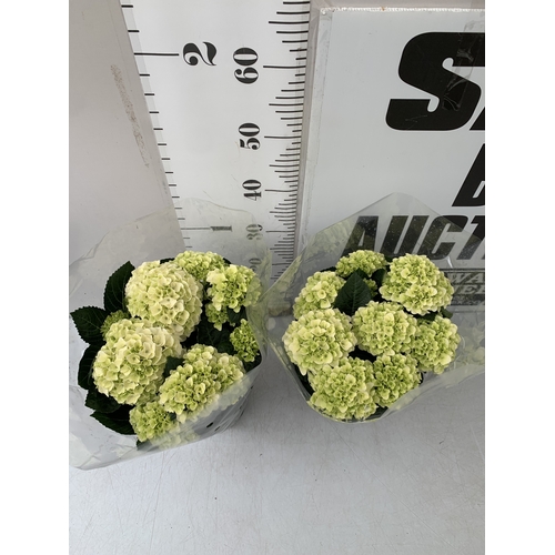 181 - TWO LARGE HYDRANGEA HYPE MOPHEADS - WHITE/ CREAM IN 1.5 LTR POTS. APPROX 40CM TALL, TO BE SOLD FOR T... 