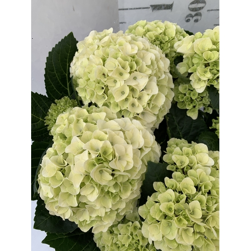 181 - TWO LARGE HYDRANGEA HYPE MOPHEADS - WHITE/ CREAM IN 1.5 LTR POTS. APPROX 40CM TALL, TO BE SOLD FOR T... 