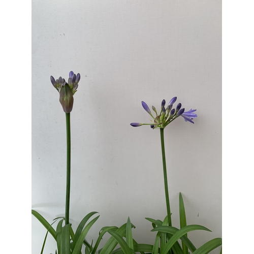220 - TWO AGAPANTHUS PURPLE 'SUMMER LOVE' NOLINA IN 2 LTR POTS. APPROX 60CM TALL, TO BE SOLD FOR THE TWO