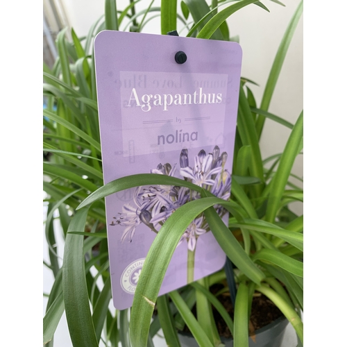 220 - TWO AGAPANTHUS PURPLE 'SUMMER LOVE' NOLINA IN 2 LTR POTS. APPROX 60CM TALL, TO BE SOLD FOR THE TWO