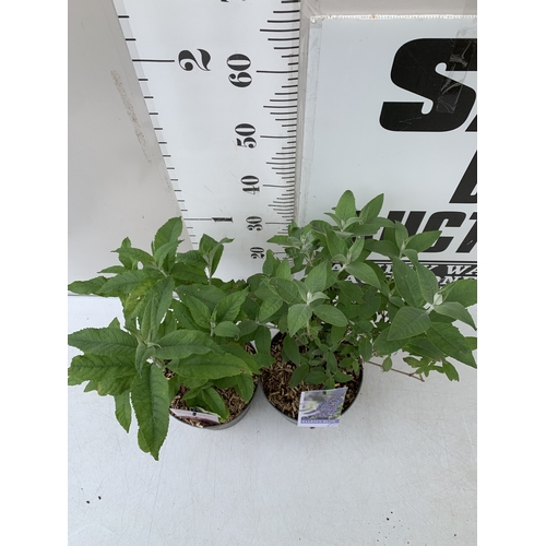 221 - TWO BUDDLEIA DAVIDII MIXED - ONE PURPLE 'ELLENS BLUE' AND ONE 'PINK DELIGHT' IN 3 LTR POTS. APPROX 5... 
