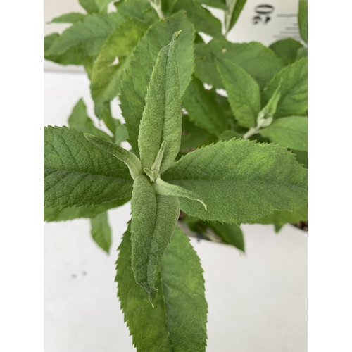221 - TWO BUDDLEIA DAVIDII MIXED - ONE PURPLE 'ELLENS BLUE' AND ONE 'PINK DELIGHT' IN 3 LTR POTS. APPROX 5... 