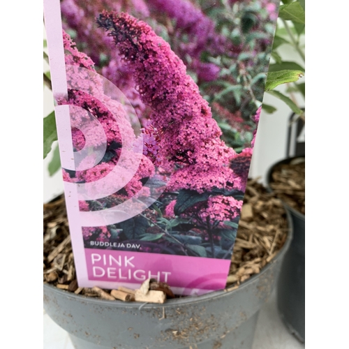 221 - TWO BUDDLEIA DAVIDII MIXED - ONE PURPLE 'ELLENS BLUE' AND ONE 'PINK DELIGHT' IN 3 LTR POTS. APPROX 5... 