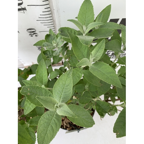 221 - TWO BUDDLEIA DAVIDII MIXED - ONE PURPLE 'ELLENS BLUE' AND ONE 'PINK DELIGHT' IN 3 LTR POTS. APPROX 5... 