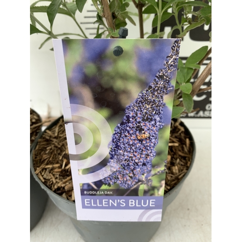 221 - TWO BUDDLEIA DAVIDII MIXED - ONE PURPLE 'ELLENS BLUE' AND ONE 'PINK DELIGHT' IN 3 LTR POTS. APPROX 5... 