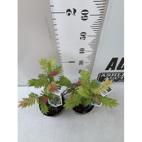 229 - TWO CRIMSON FEATHER SORBARIA SORBIFOLIA IN 2 LTR POTS. APPROX 40CM TALL, TO BE SOLD FOR THE TWO
