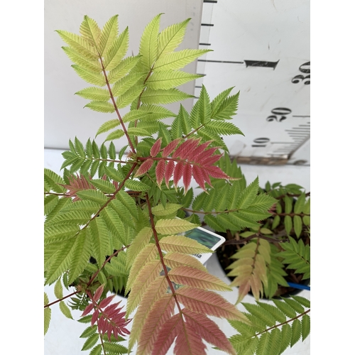229 - TWO CRIMSON FEATHER SORBARIA SORBIFOLIA IN 2 LTR POTS. APPROX 40CM TALL, TO BE SOLD FOR THE TWO