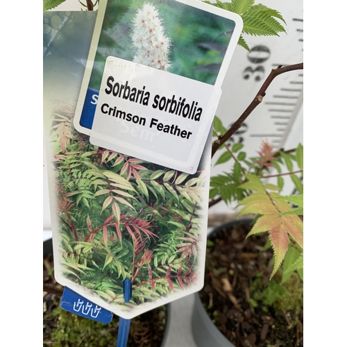 229 - TWO CRIMSON FEATHER SORBARIA SORBIFOLIA IN 2 LTR POTS. APPROX 40CM TALL, TO BE SOLD FOR THE TWO