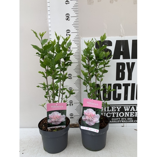 170 - TWO PINK HIBISCUS SYRIACUS 'LADY STANLEY' IN 3 LTR POTS. APPROX 70CM TALL, TO BE SOLD FOR THE TWO