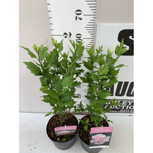 170 - TWO PINK HIBISCUS SYRIACUS 'LADY STANLEY' IN 3 LTR POTS. APPROX 70CM TALL, TO BE SOLD FOR THE TWO