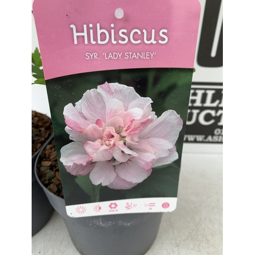 170 - TWO PINK HIBISCUS SYRIACUS 'LADY STANLEY' IN 3 LTR POTS. APPROX 70CM TALL, TO BE SOLD FOR THE TWO