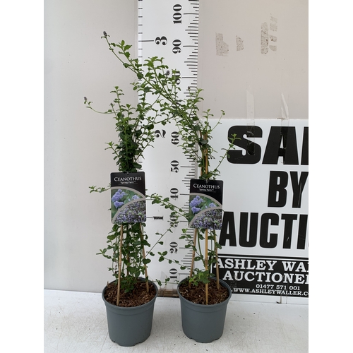 253 - TWO CEANOTHUS-'SPRING PARTY' IN 2 LTR POTS ON A PYRAMID FRAME. APPROX 90CM TALL, TO BE SOLD FOR THE ... 