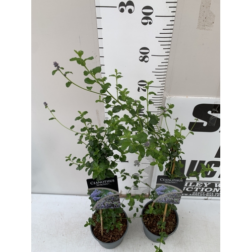 253 - TWO CEANOTHUS-'SPRING PARTY' IN 2 LTR POTS ON A PYRAMID FRAME. APPROX 90CM TALL, TO BE SOLD FOR THE ... 