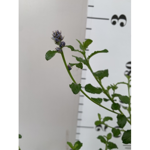 253 - TWO CEANOTHUS-'SPRING PARTY' IN 2 LTR POTS ON A PYRAMID FRAME. APPROX 90CM TALL, TO BE SOLD FOR THE ... 