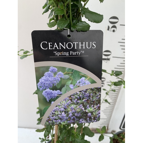 253 - TWO CEANOTHUS-'SPRING PARTY' IN 2 LTR POTS ON A PYRAMID FRAME. APPROX 90CM TALL, TO BE SOLD FOR THE ... 