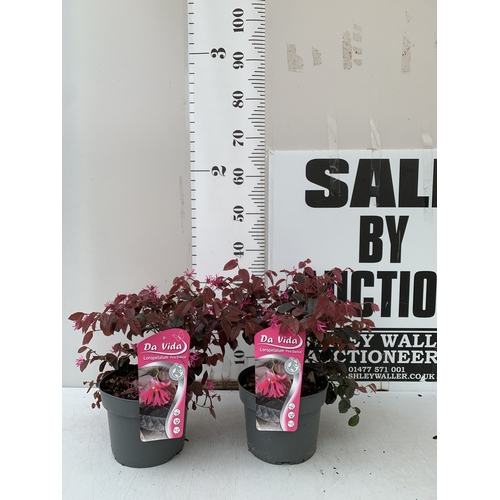 256 - TWO LOROPETALUM CHINENSE  'FIRE DANCE' IN 3 LTR POTS. APPROX 40CM TALL, TO BE SOLD FOR THE TWO