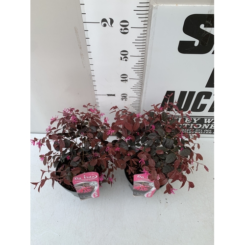 256 - TWO LOROPETALUM CHINENSE  'FIRE DANCE' IN 3 LTR POTS. APPROX 40CM TALL, TO BE SOLD FOR THE TWO