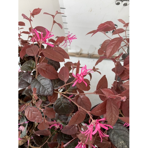 256 - TWO LOROPETALUM CHINENSE  'FIRE DANCE' IN 3 LTR POTS. APPROX 40CM TALL, TO BE SOLD FOR THE TWO