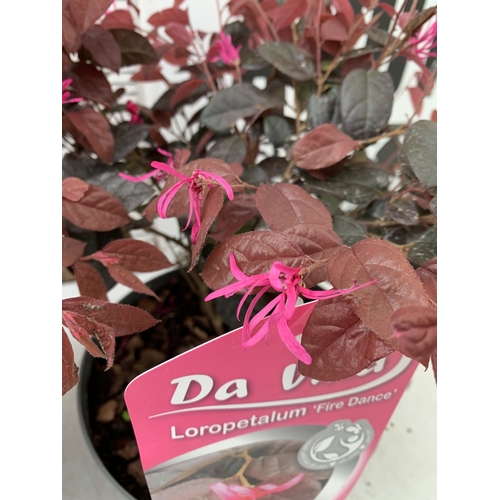 256 - TWO LOROPETALUM CHINENSE  'FIRE DANCE' IN 3 LTR POTS. APPROX 40CM TALL, TO BE SOLD FOR THE TWO