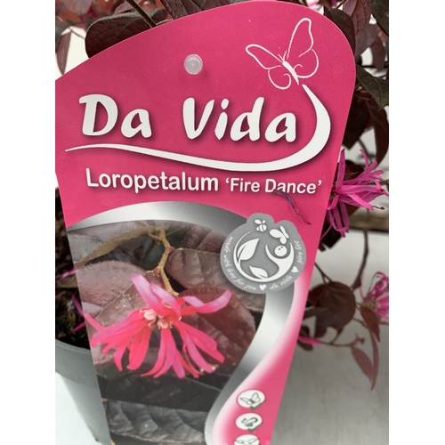 256 - TWO LOROPETALUM CHINENSE  'FIRE DANCE' IN 3 LTR POTS. APPROX 40CM TALL, TO BE SOLD FOR THE TWO