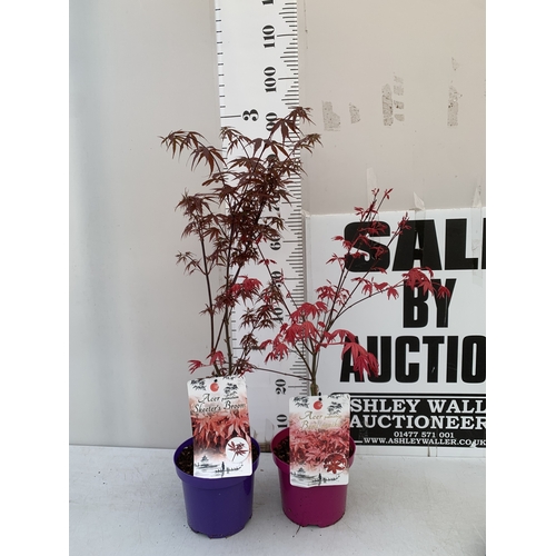 267 - TWO ACER PALMATUMS - ONE BENI MAIKO AND ONE SKEETERS BROOM IN 3 LTR POTS. APPROX 70-80CM TALL, TO BE... 